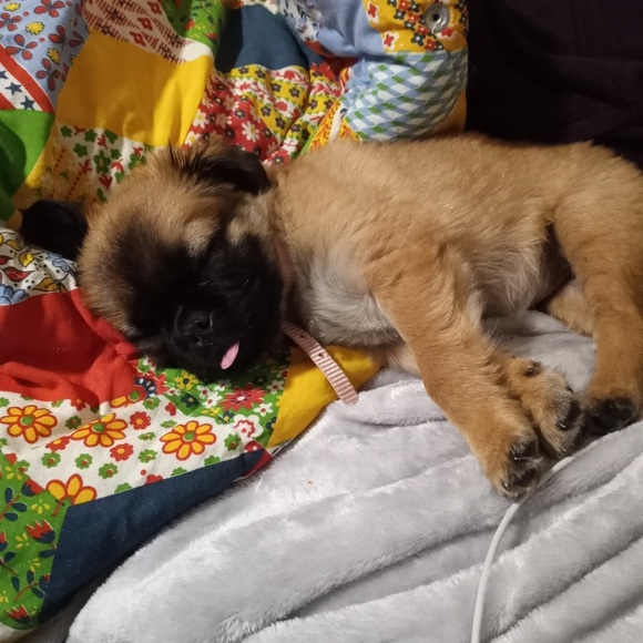 Meet your Posher, Kelly - Picture 4 of 5